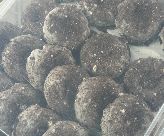 COOKIES AND CREME DONUT